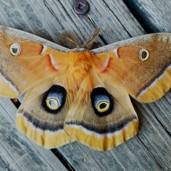 Meet your Posher, Mirjam - Picture 1 of 1